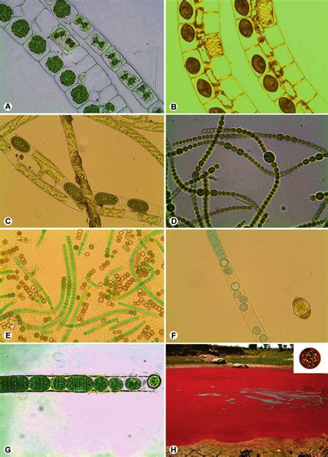 Algae Spore သည် အရသာမရှိပါ။